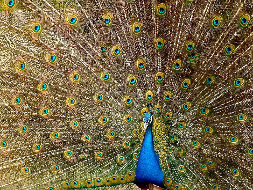 Peacock displaying its feathers